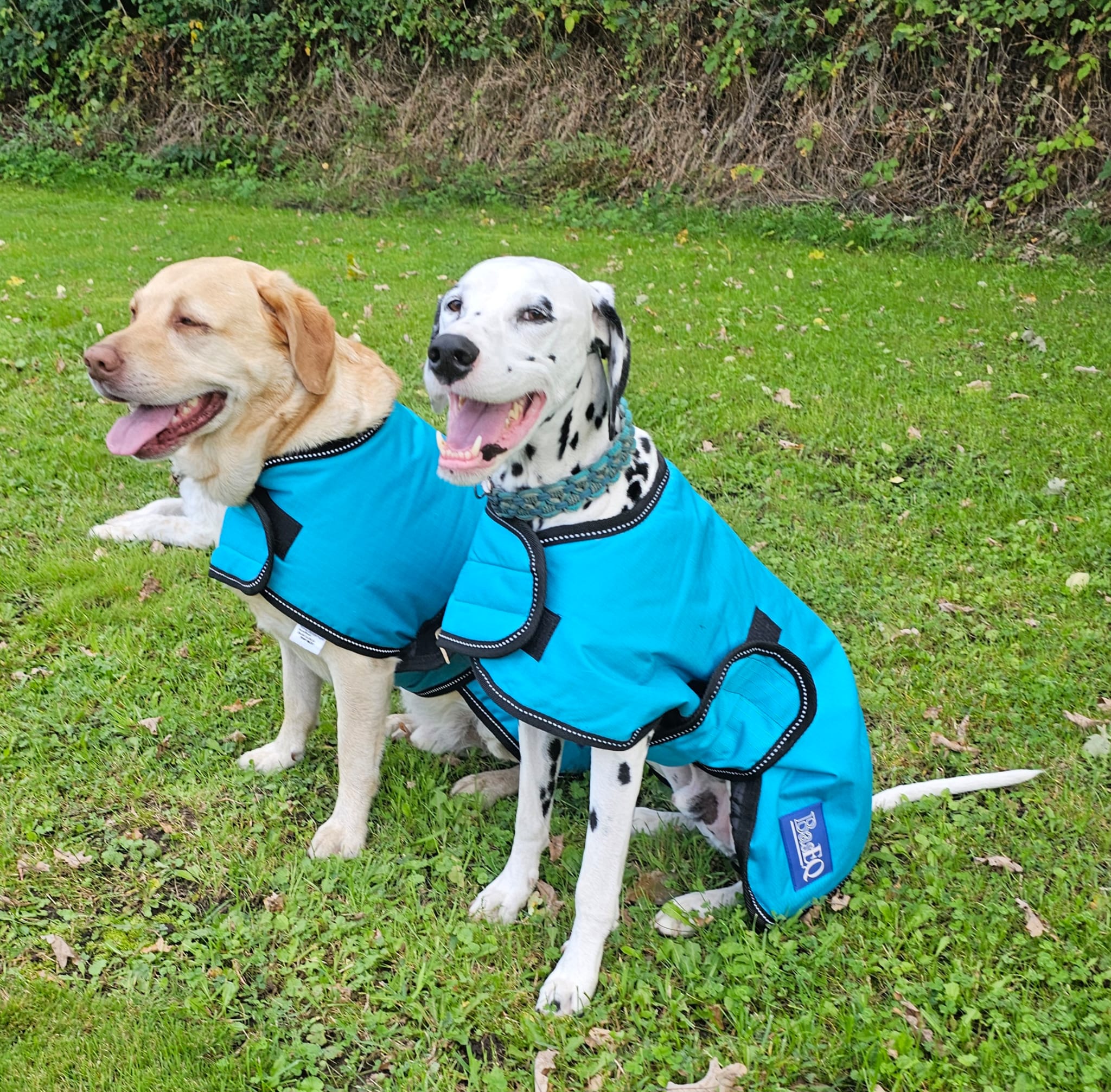 Winter Hundedecke